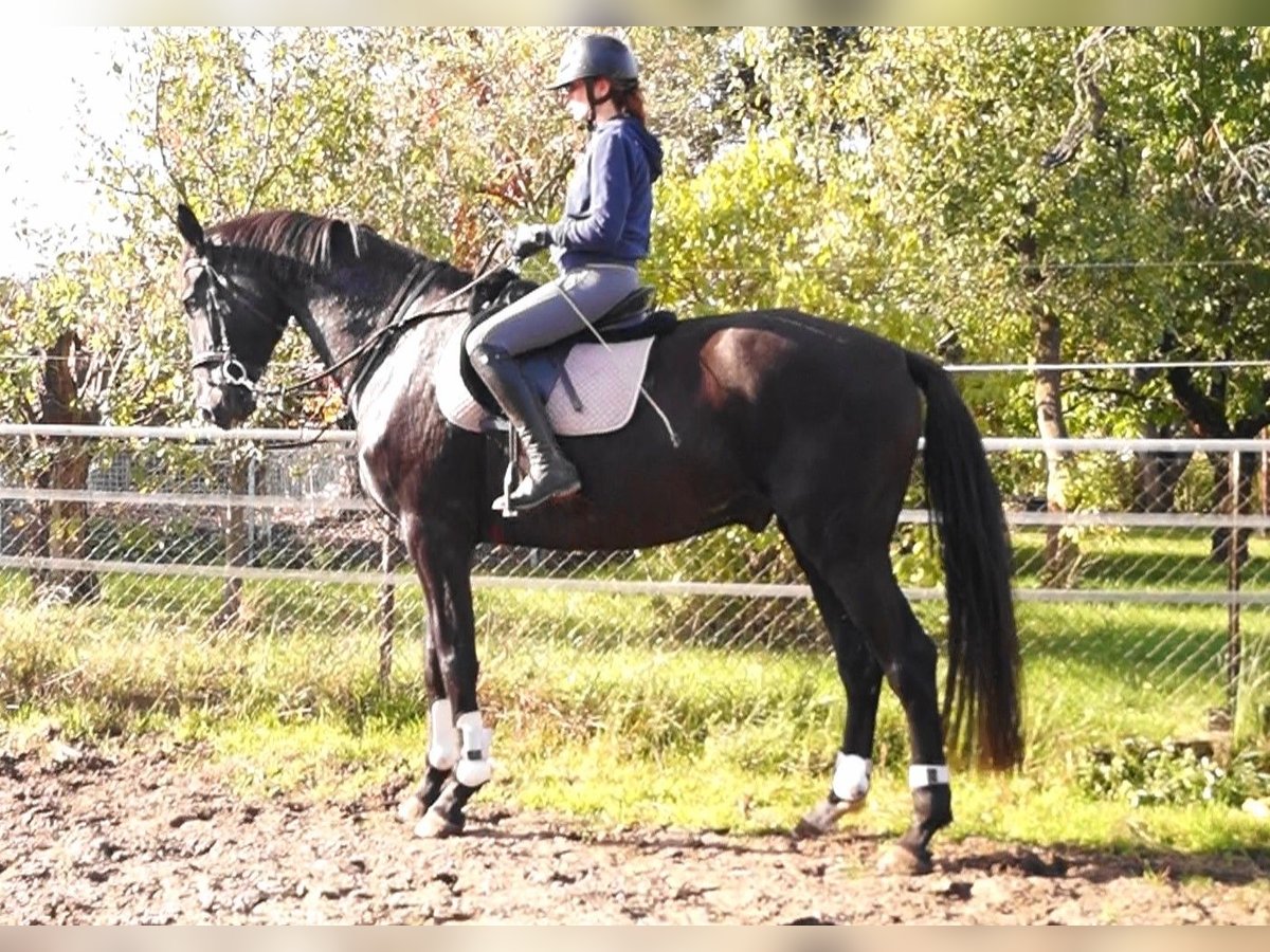Oldenburgo Caballo castrado 5 años 180 cm Morcillo in Kloster Lehnin