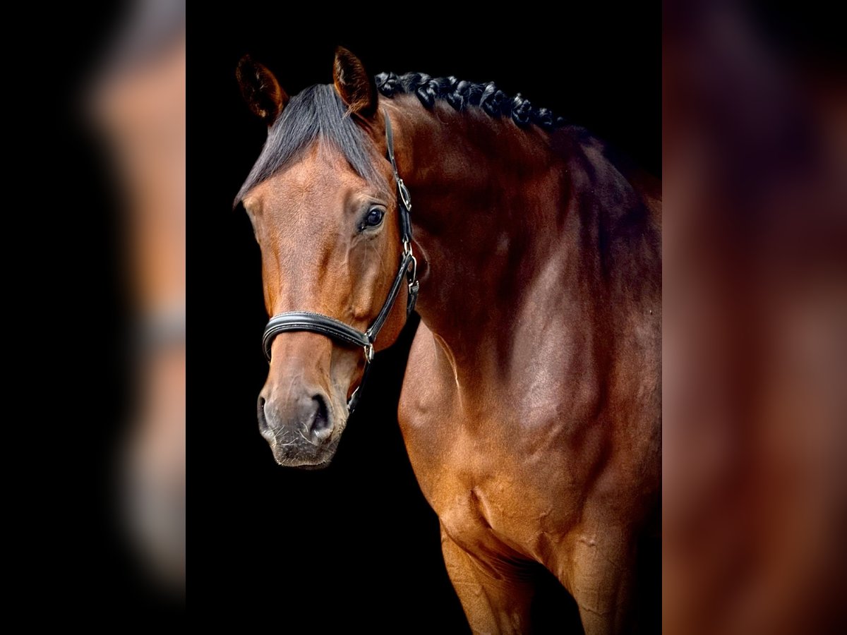 Oldenburgo Caballo castrado 5 años 185 cm in Wald-Michelbach