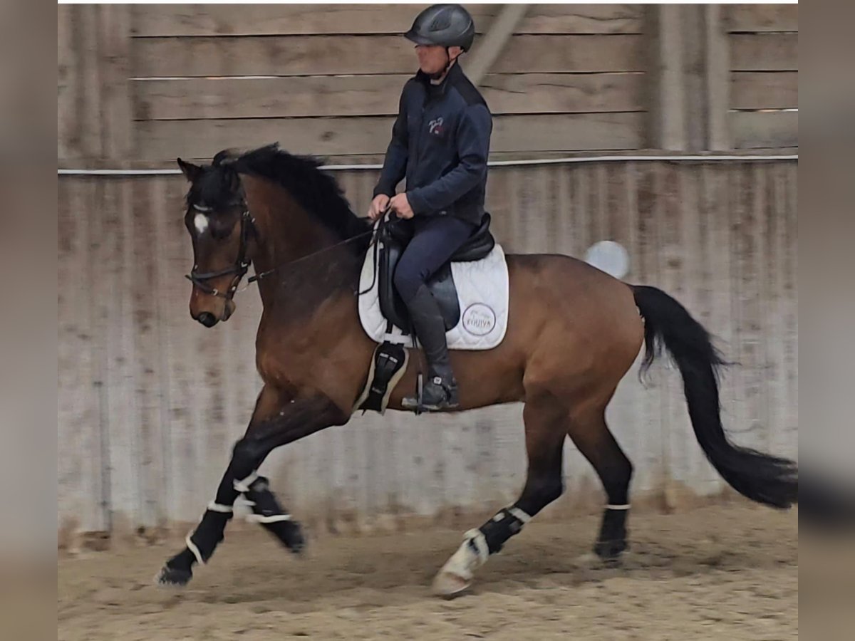 Oldenburgo Caballo castrado 5 años Castaño oscuro in Wiener Neustadt