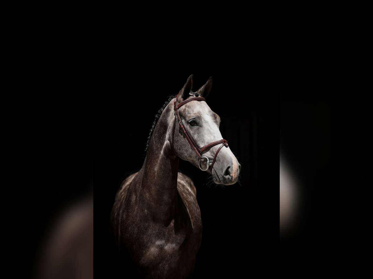 Oldenburgo Caballo castrado 5 años Tordo in Lastrup