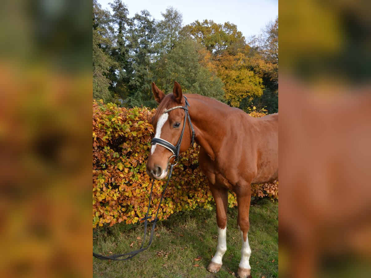 Oldenburgo Caballo castrado 6 años 165 cm Alazán in Aachen