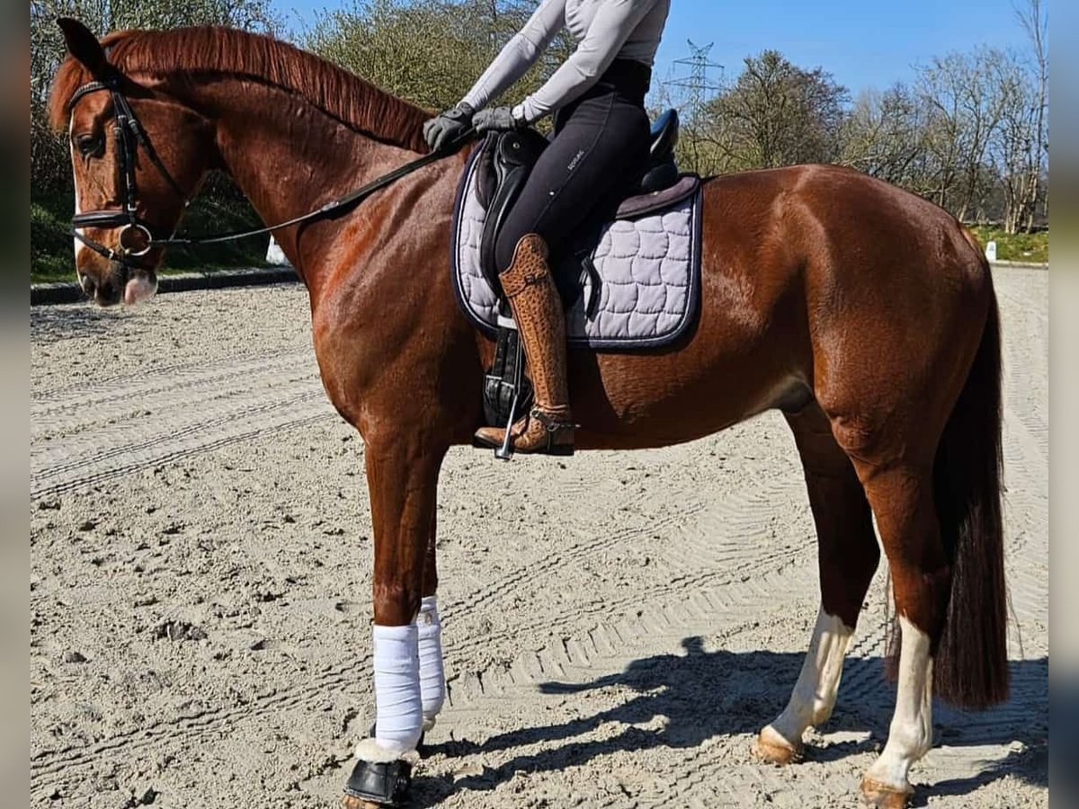 Oldenburgo Caballo castrado 6 años 167 cm Alazán in Bad Bramstedt
