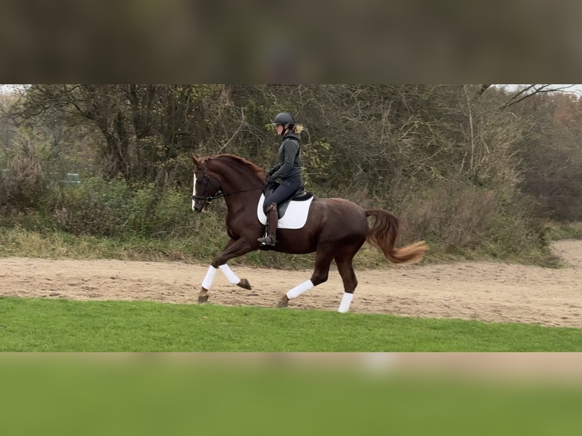 Oldenburgo Caballo castrado 6 años 169 cm Alazán in Hamburg Osdorf