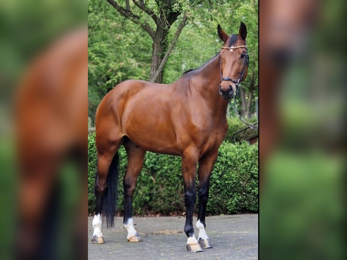Oldenburgo Caballo castrado 6 años 170 cm Castaño in Békésszentandrás
