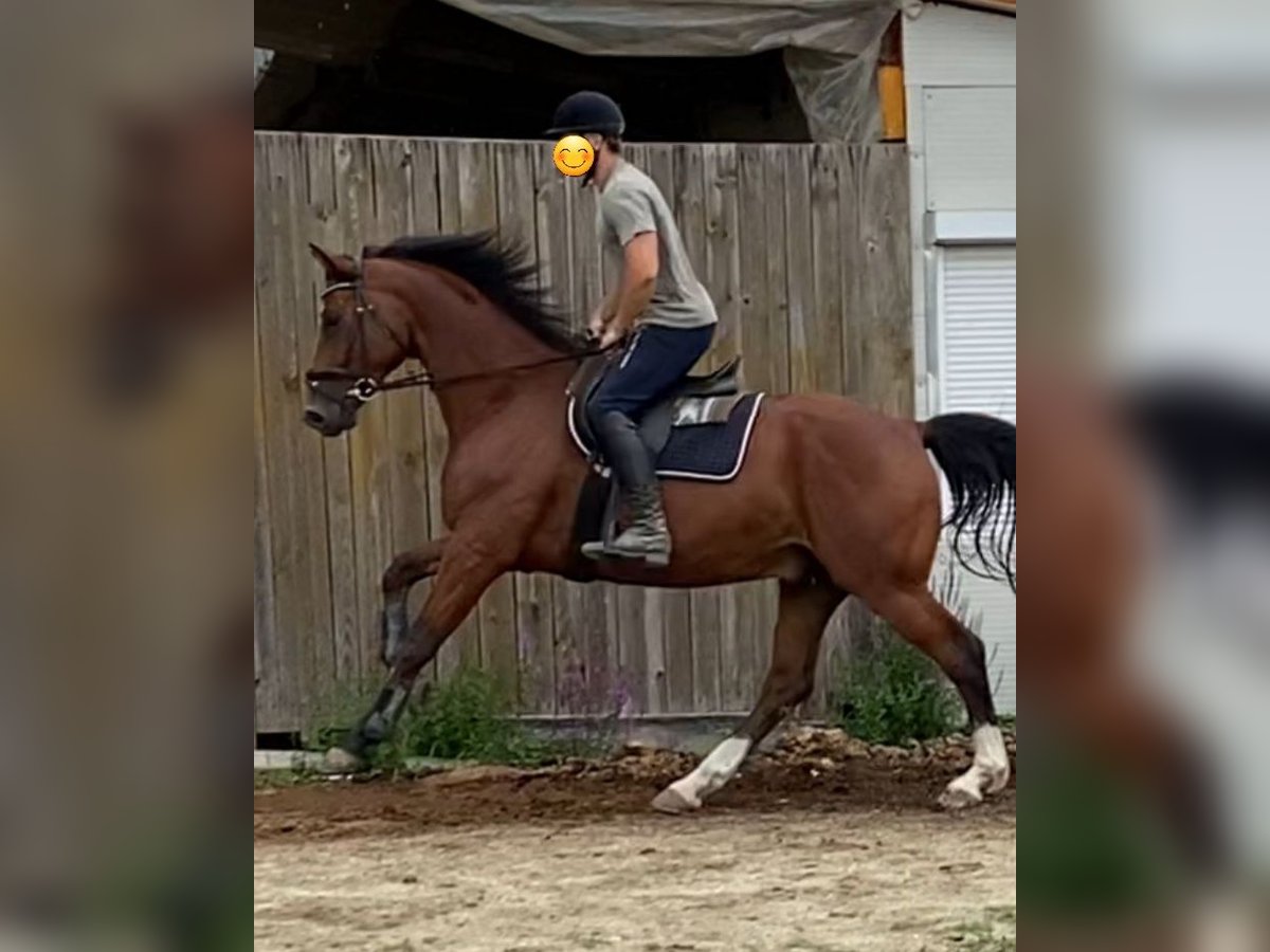 Oldenburgo Caballo castrado 6 años 171 cm Castaño oscuro in Oberwart