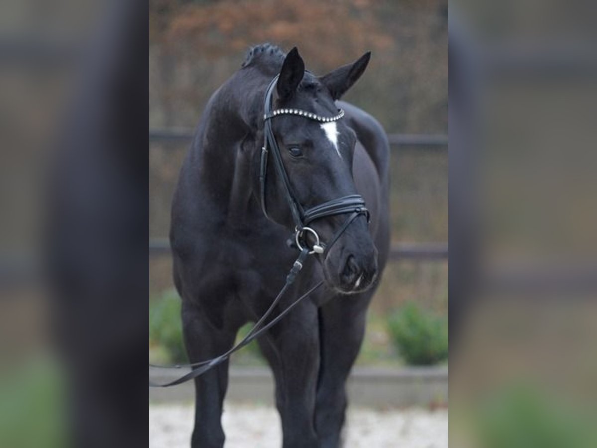 Oldenburgo Caballo castrado 6 años 171 cm Negro in Sassenberg