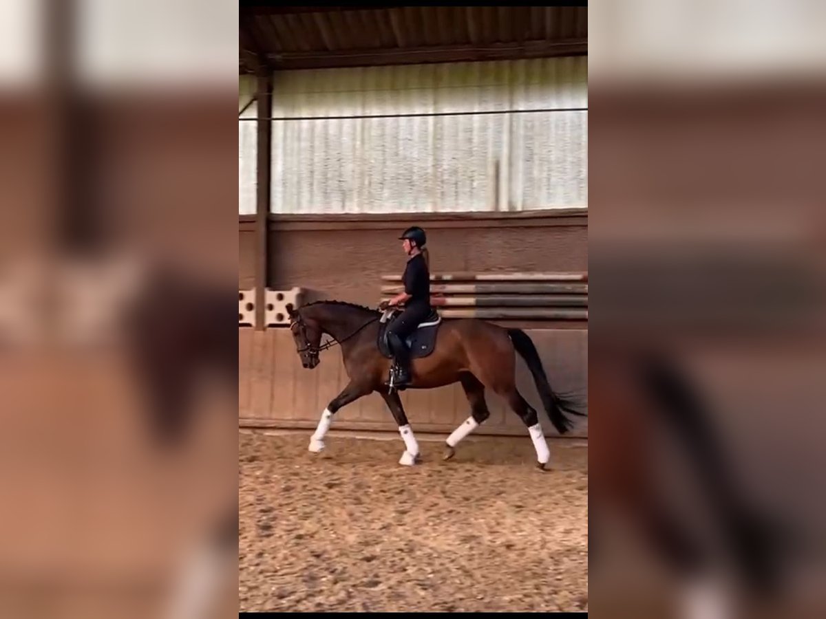 Oldenburgo Caballo castrado 6 años 173 cm Castaño in Bergisch Gladbach