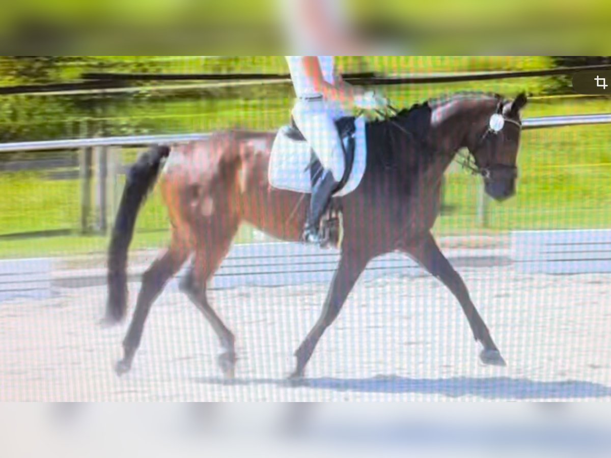 Oldenburgo Caballo castrado 6 años 174 cm Castaño oscuro in Schönwalde Oldenburgo Caballo castrado 6 años 174 cm Castaño oscuro in Schönwalde