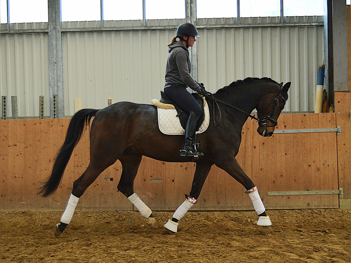 Oldenburgo Caballo castrado 6 años 174 cm Castaño oscuro in Bassum