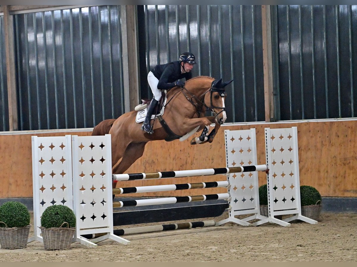 Oldenburgo Caballo castrado 6 años 175 cm Alazán in Steinfeld (Oldenburg)