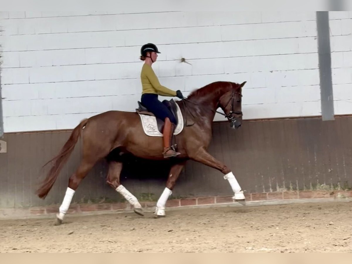 Oldenburgo Caballo castrado 6 años 176 cm Alazán-tostado in Lohne (Oldenburg)