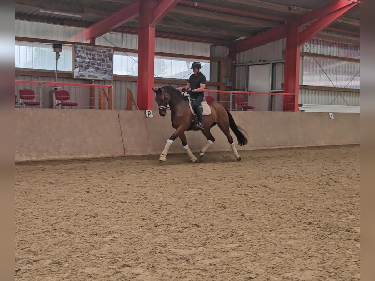 Oldenburgo Caballo castrado 6 años 176 cm Castaño in Schwalmstadt