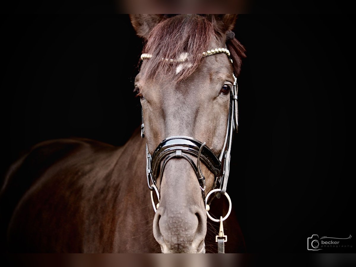 Oldenburgo Caballo castrado 6 años 176 cm Morcillo in D&#xFC;sseldorf