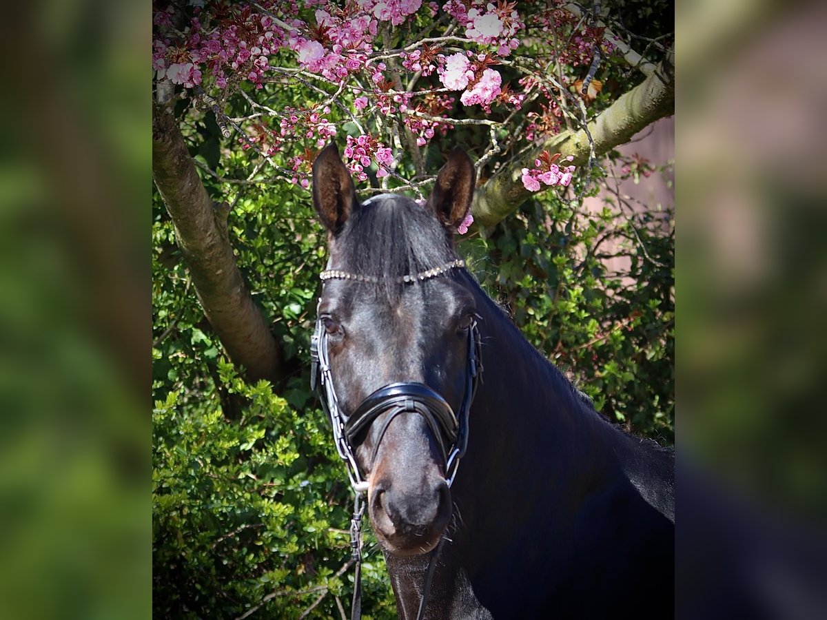 Oldenburgo Caballo castrado 6 años 177 cm Morcillo in Cappeln (Oldenburg)