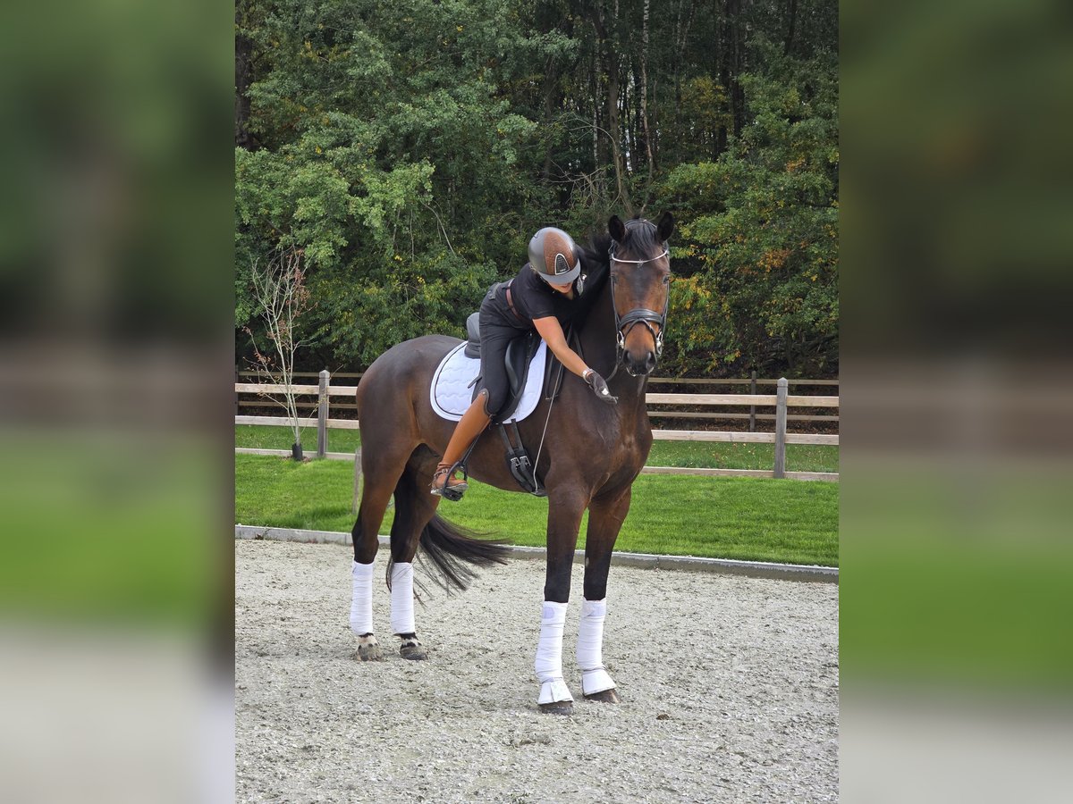 Oldenburgo Caballo castrado 6 años 178 cm Castaño in Overijse