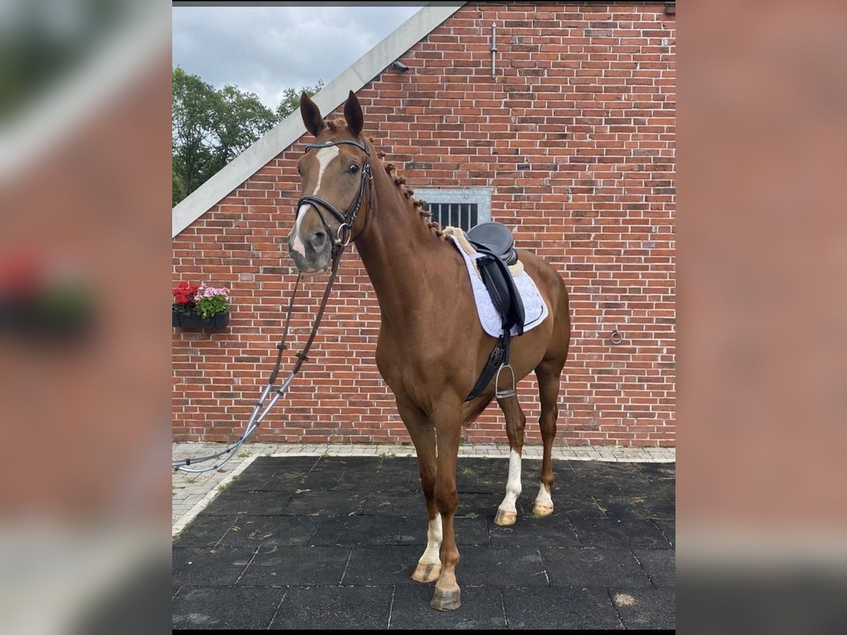 Oldenburgo Caballo castrado 7 años 165 cm Alazán in Westerholt