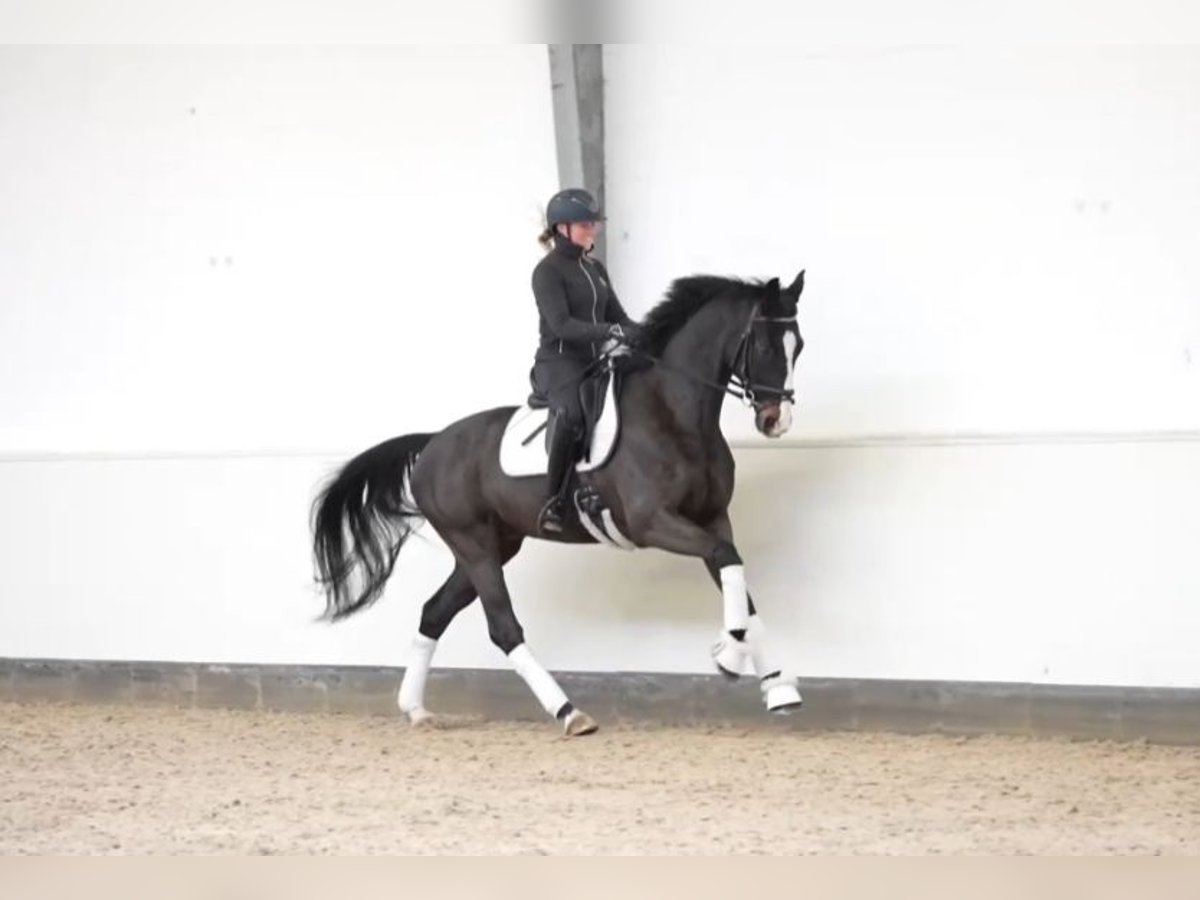 Oldenburgo Caballo castrado 7 años 167 cm in Stade