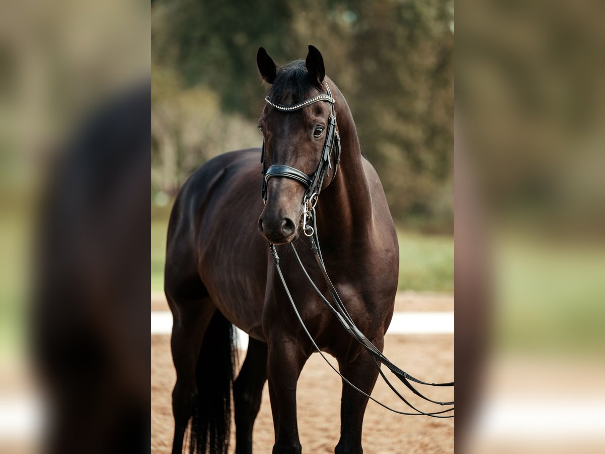 Oldenburgo Caballo castrado 7 años 167 cm Negro in Pliening Oldenburgo Caballo castrado 7 años 167 cm Negro in Pliening