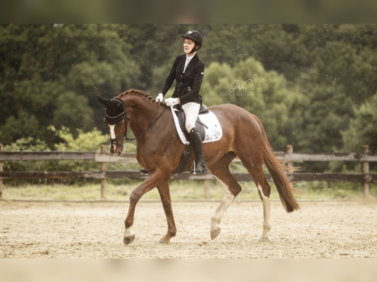 Oldenburgo Caballo castrado 7 años 173 cm Alazán in Velbert Oldenburgo Caballo castrado 7 años 173 cm Alazán in Velbert