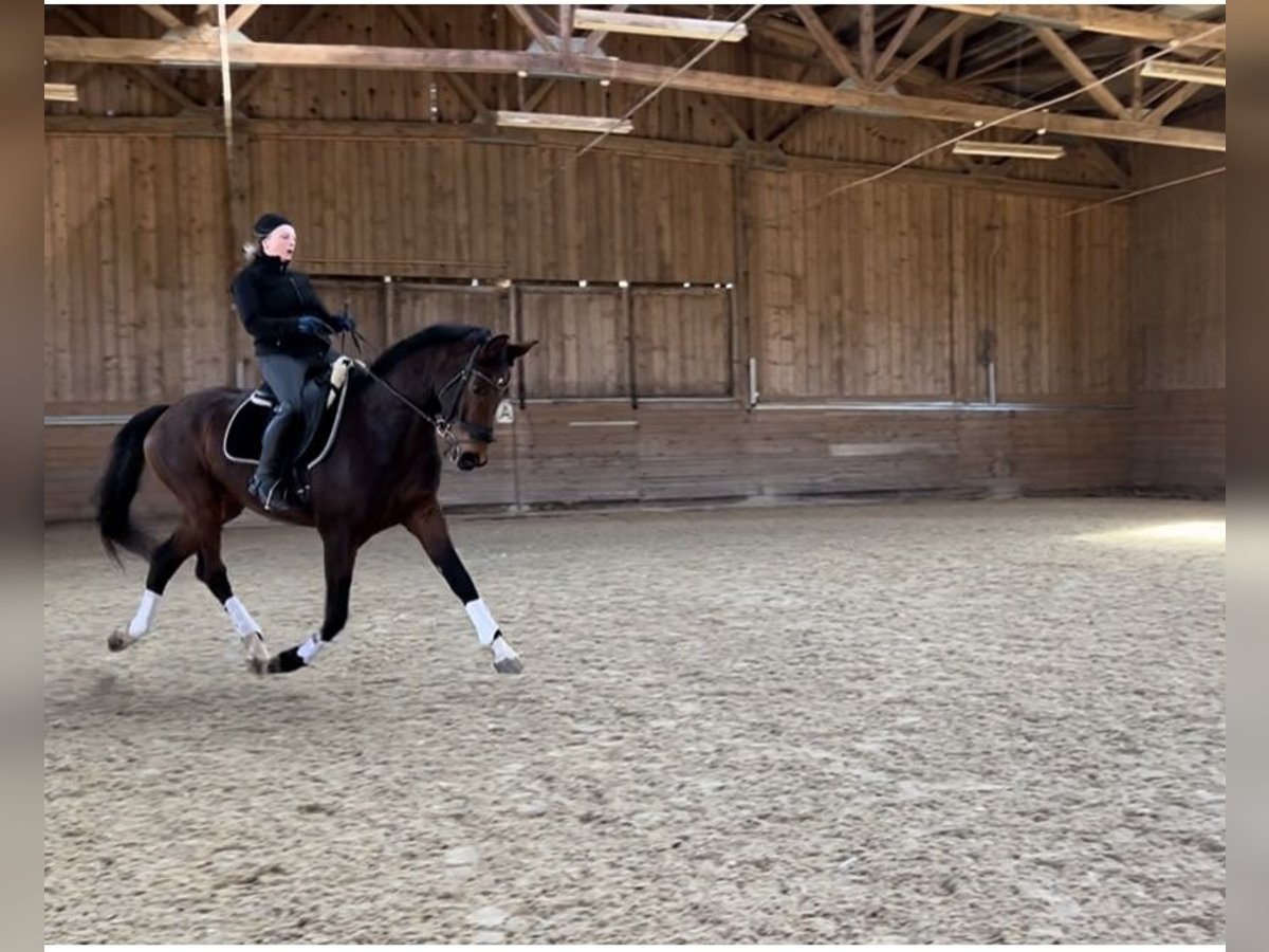 Oldenburgo Caballo castrado 7 años 173 cm Castaño in Regen