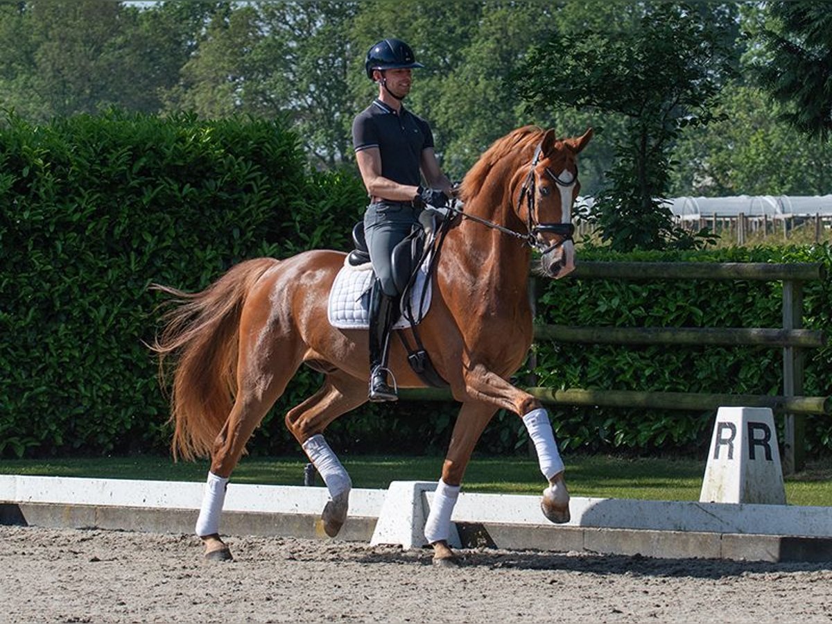 Oldenburgo Caballo castrado 7 años 177 cm Alazán-tostado in Budapest