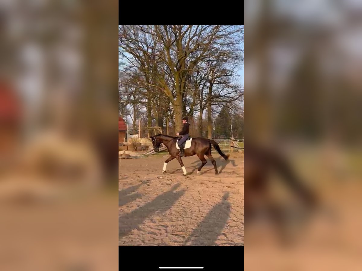 Oldenburgo Caballo castrado 7 años 178 cm Morcillo in Thedinghausen
