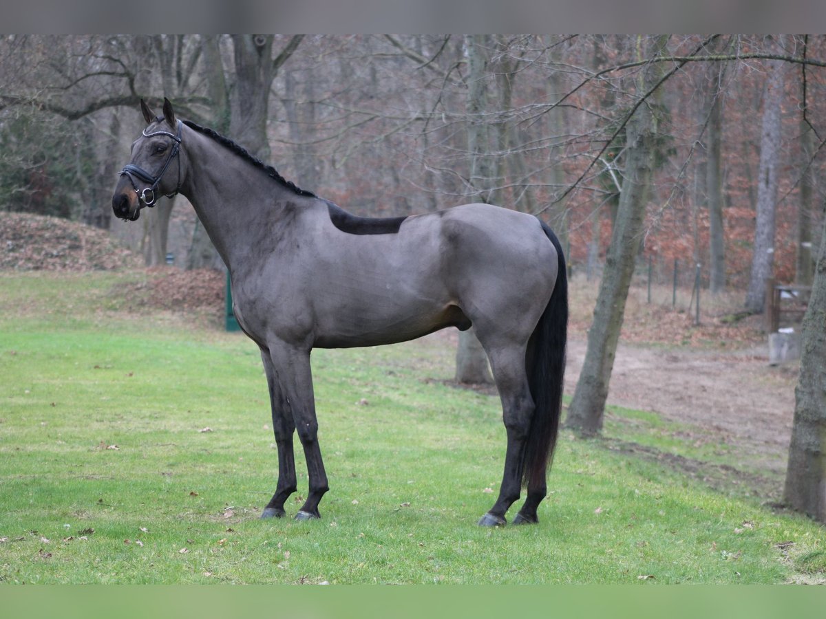 Oldenburgo Caballo castrado 7 años 179 cm Castaño oscuro in Darmstadt