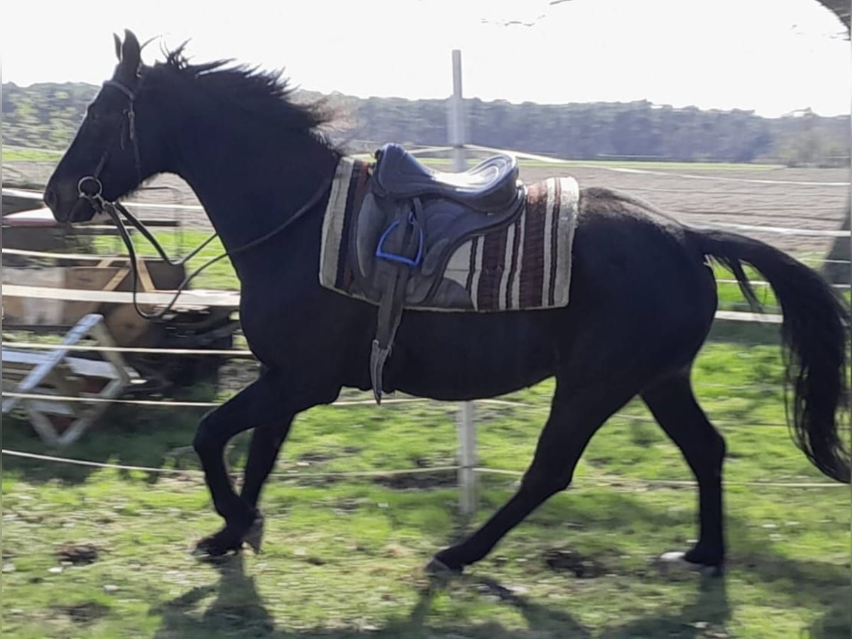 Oldenburgo Caballo castrado 8 años 162 cm Castaño oscuro in Neustadt am Rübenbergeneustadt