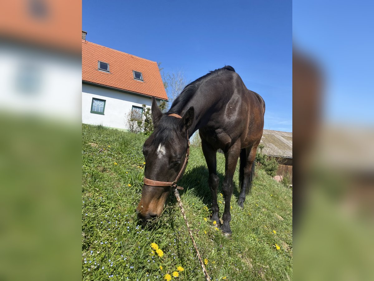 Oldenburgo Caballo castrado 8 años 165 cm Castaño in St. Marein bei Graz