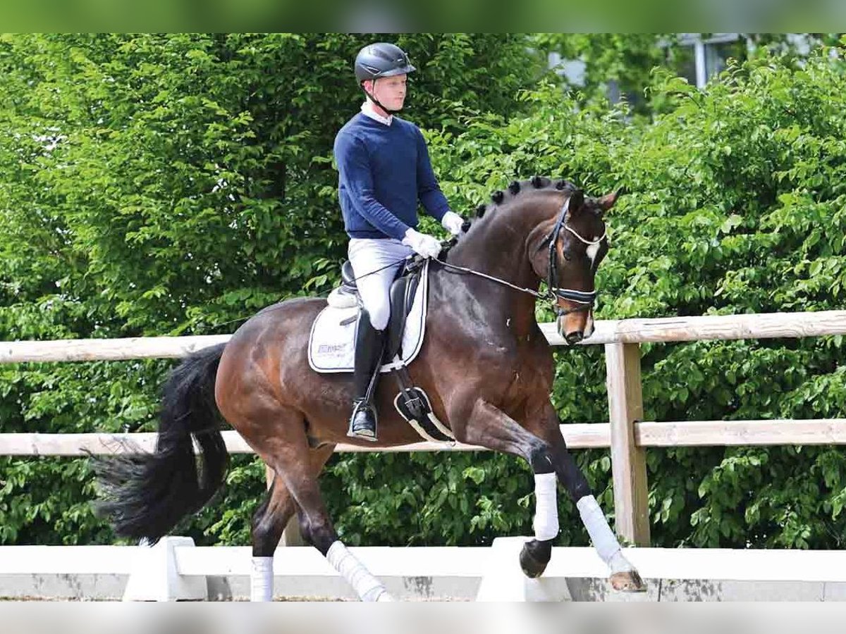 Oldenburgo Caballo castrado 8 años 171 cm Castaño oscuro in Vechta