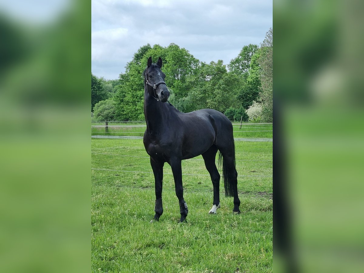 Oldenburgo Caballo castrado 8 años 179 cm Negro in Barenburg