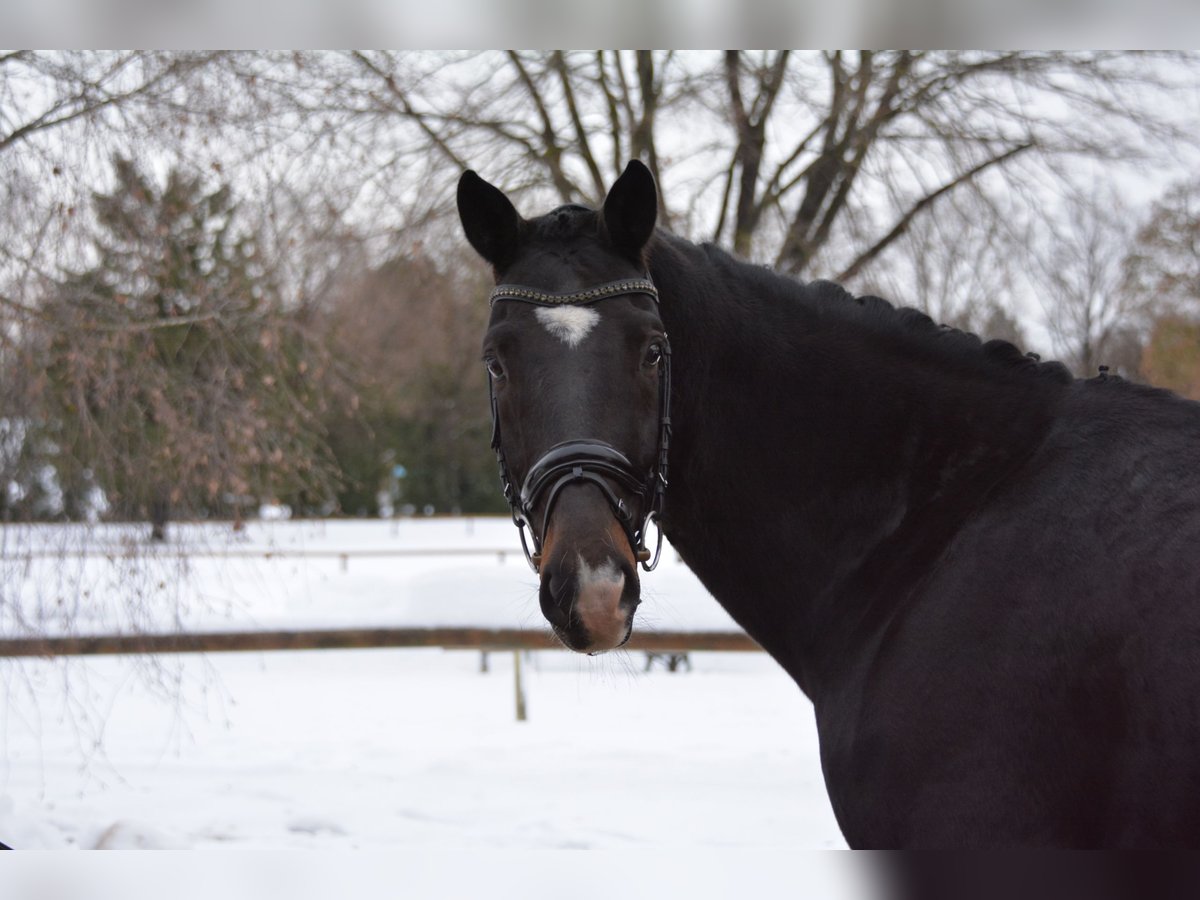 Oldenburgo Caballo castrado 9 años 170 cm Castaño oscuro in München