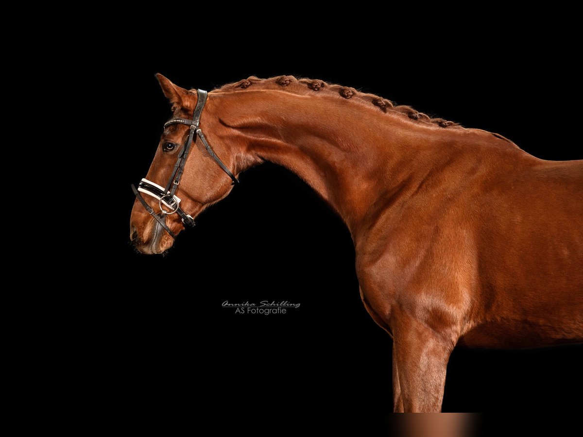 Oldenburgo Caballo castrado 9 años 171 cm Alazán in Herrenberg