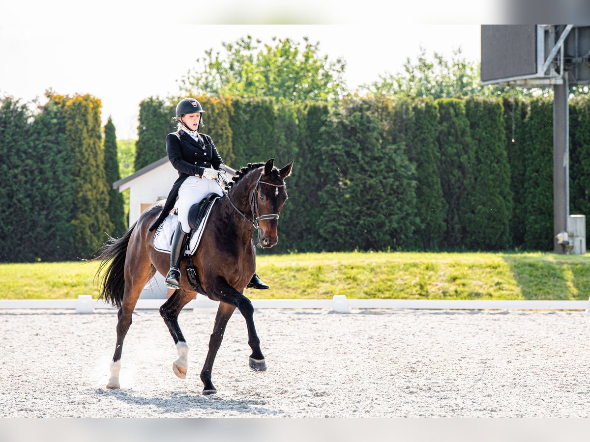 Oldenburgo Caballo castrado 9 años 173 cm Castaño oscuro in Ziemięcice