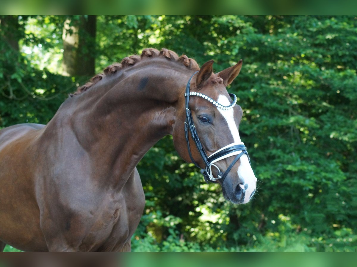 Oldenburgo Caballo castrado 9 años 174 cm in Gleichen