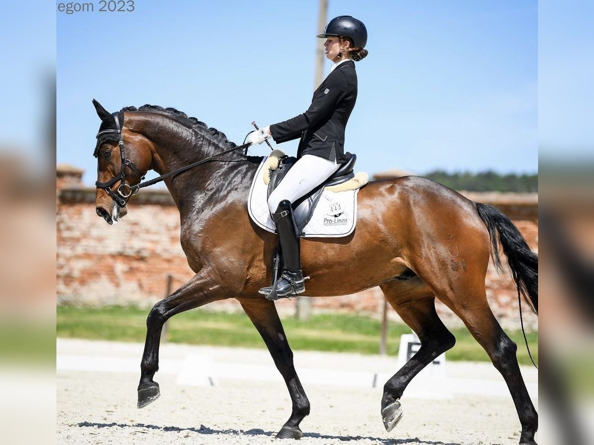 Oldenburgo Caballo castrado 9 años 174 cm Castaño oscuro in Wrocław