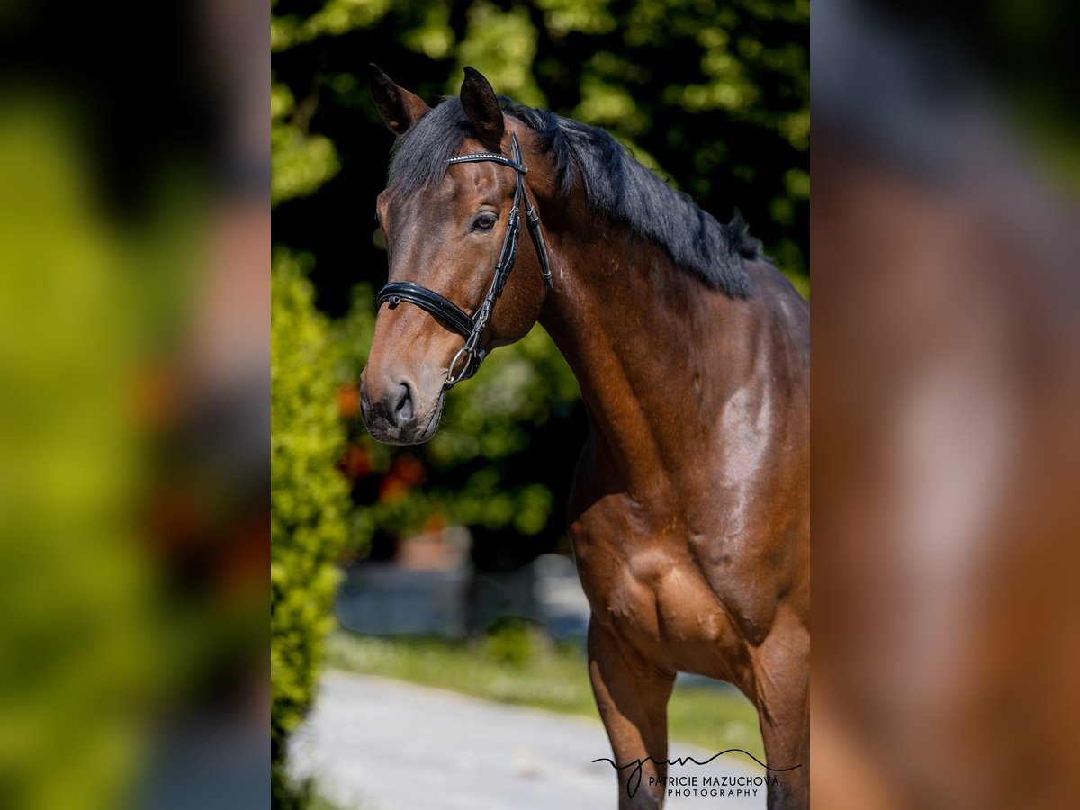 Oldenburgo Caballo castrado 9 años 178 cm Castaño in Hlohova