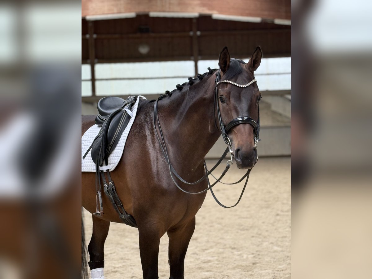 Oldenburgo Caballo castrado 9 años 181 cm in Salach