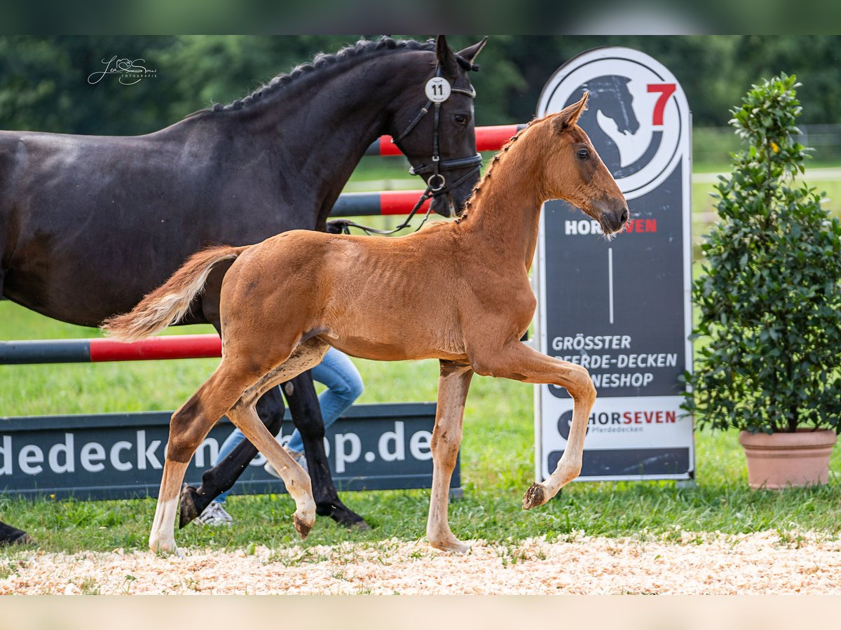 Oldenburgo Semental 1 año 170 cm Alazán-tostado in Schwabm&#xFC;nchen