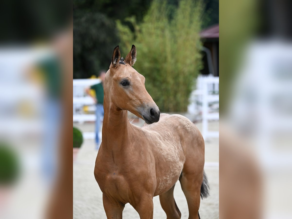 Oldenburgo Semental 1 año 172 cm Buckskin/Bayo in Bad Füssing