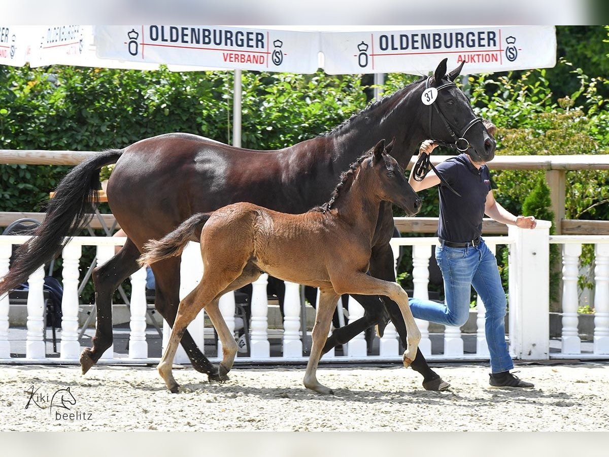 Oldenburgo Semental 1 año Negro in Großenkneten