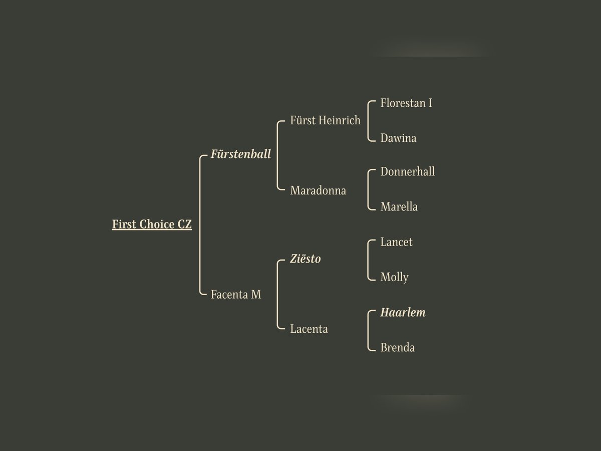 Oldenburgo Semental 1 año Negro in Debrecen