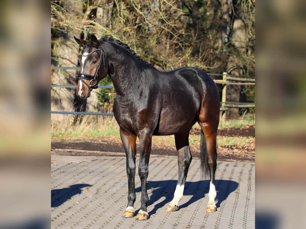 Oldenburgo Semental 2 años 164 cm Castaño oscuro in Lienen