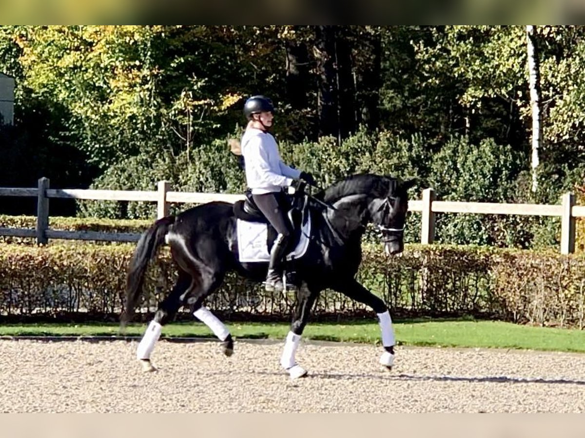 Oldenburgo Semental 4 años 165 cm Negro in Bree