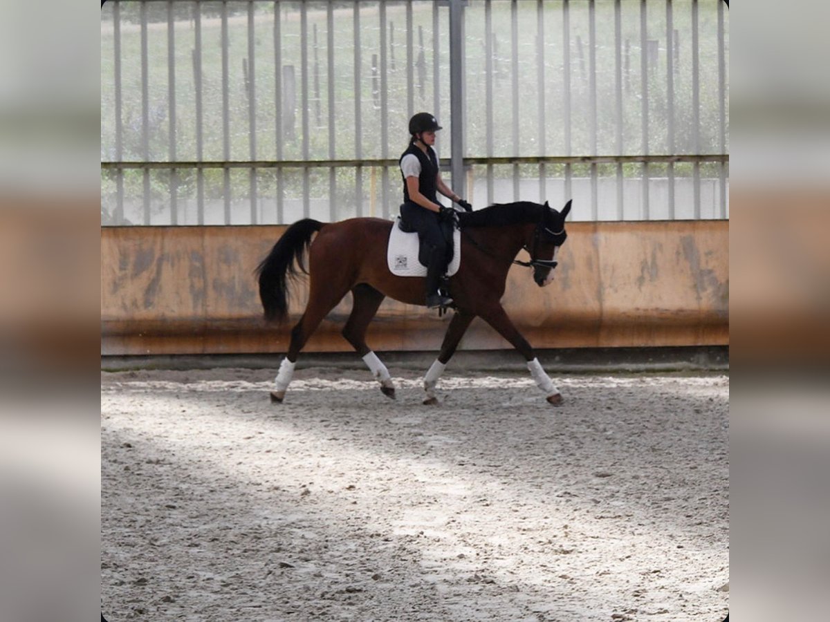 Oldenburgo Semental 4 años 169 cm Alazán in Steinbrunn-le-bas