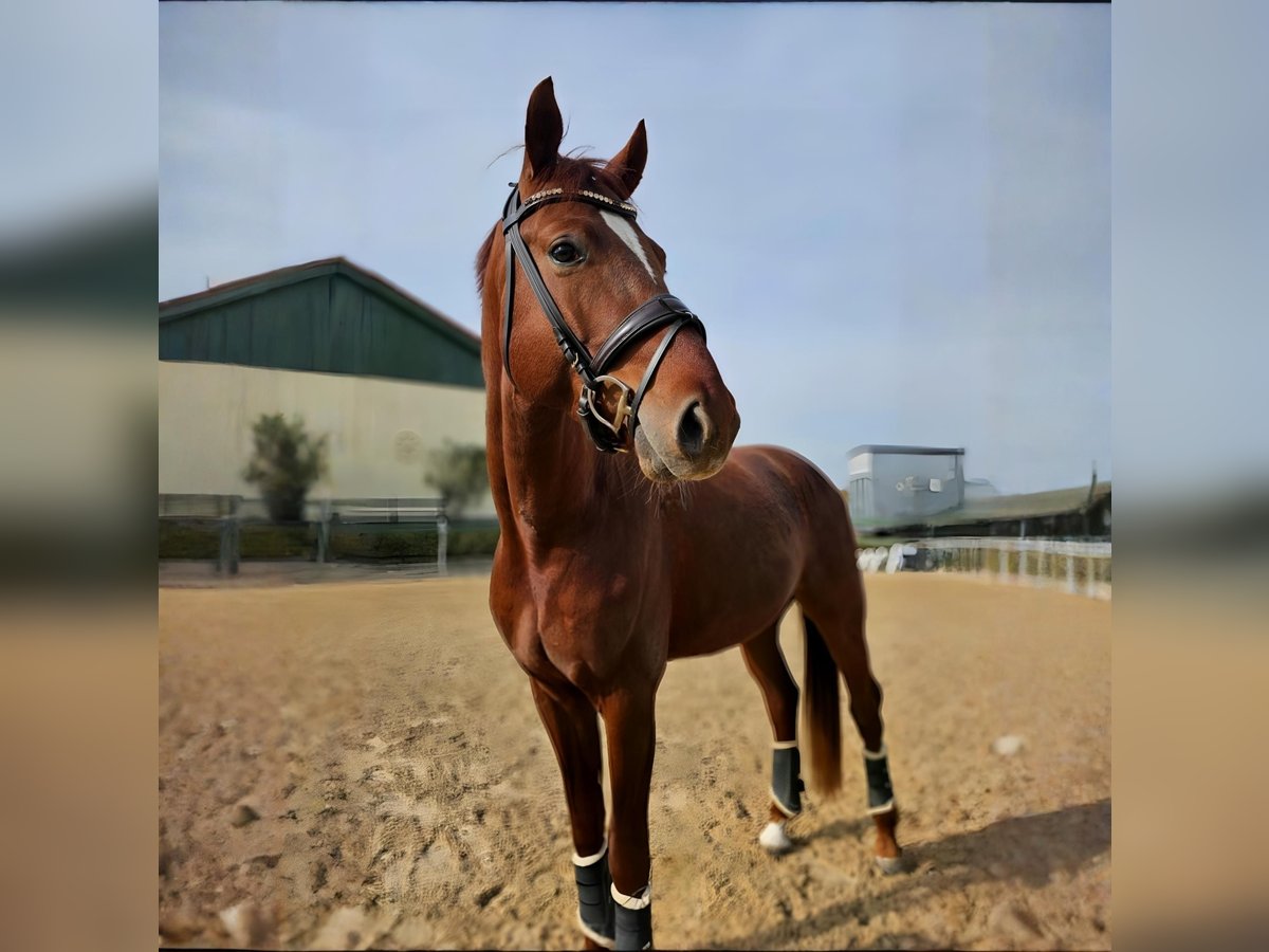 Oldenburgo Semental 4 años 173 cm Alazán in Moorenweis
