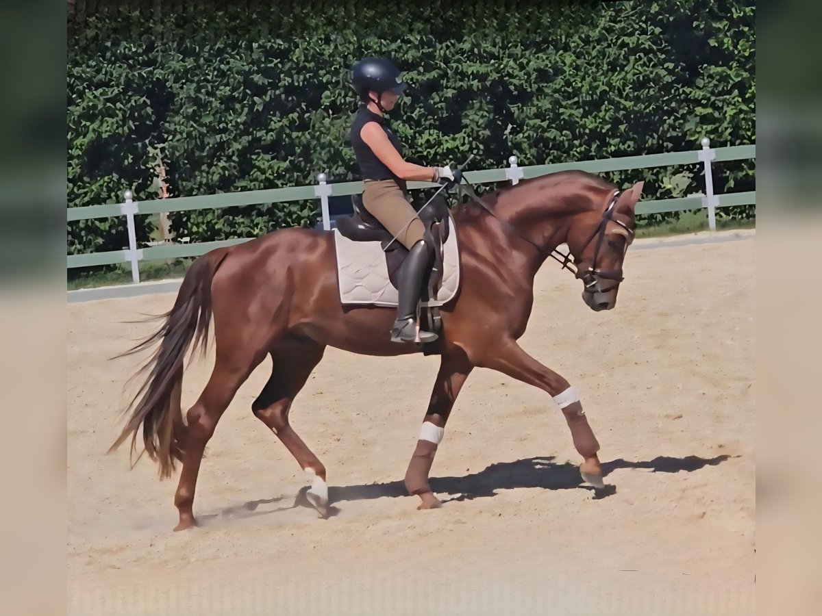 Oldenburgo Semental 4 años 175 cm Alazán in Egenhofen