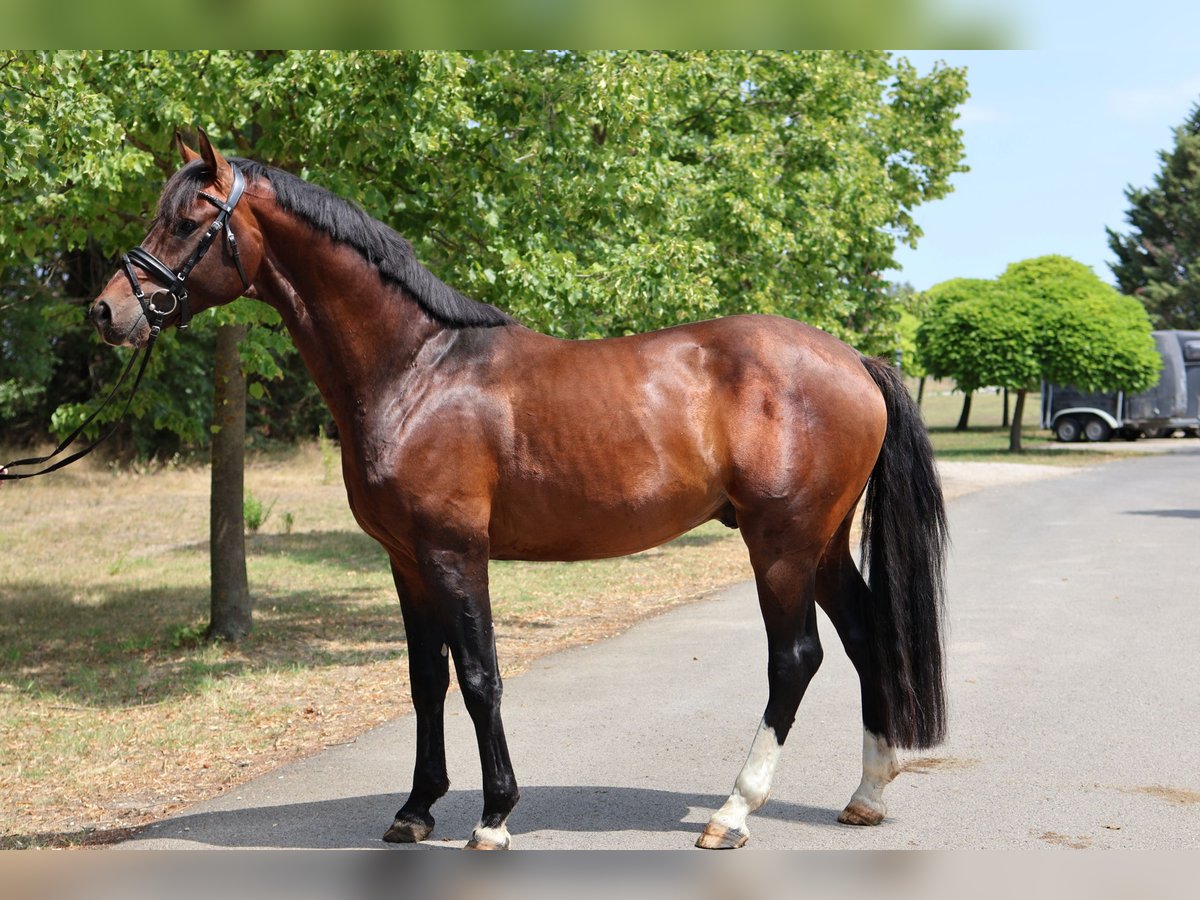 Oldenburgo Semental 5 años 169 cm Castaño oscuro in GROTE-BROGEL