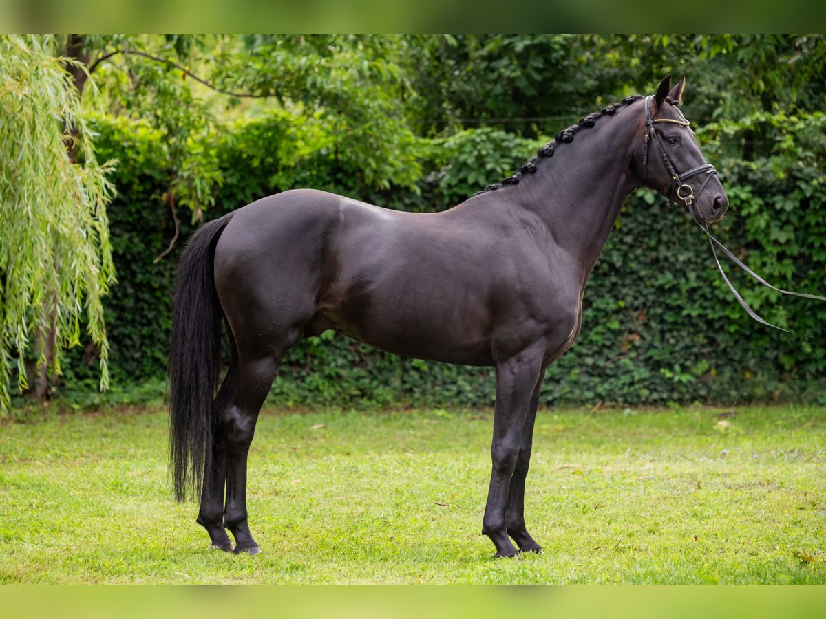 Oldenburgo Semental 6 años 166 cm Negro in Debrecen