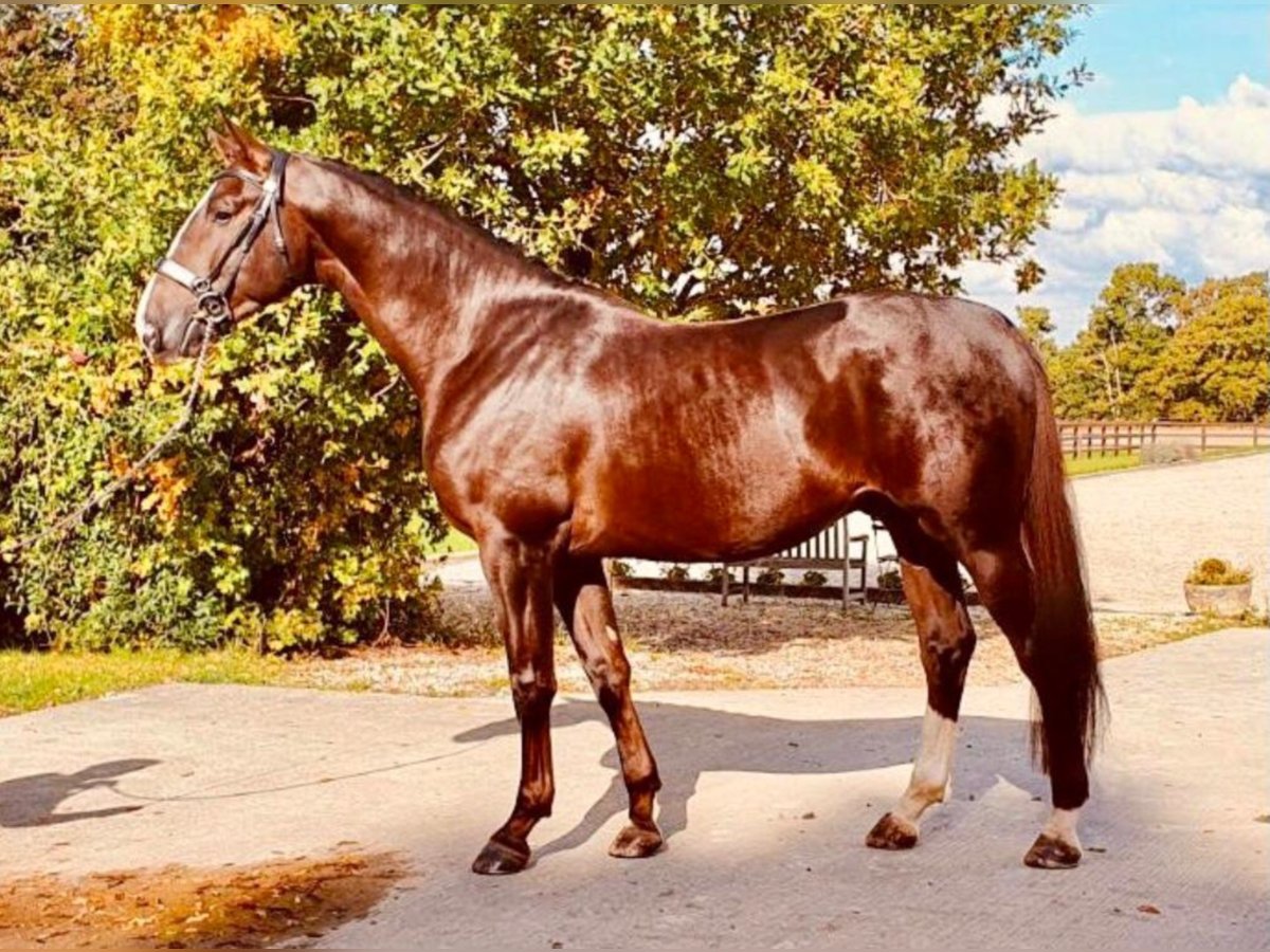 Oldenburgo Semental 8 años 173 cm Alazán-tostado in Newbury